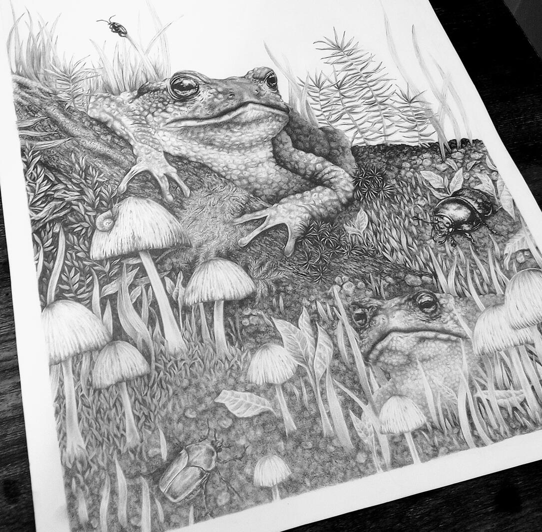 Toadstool Toadstool