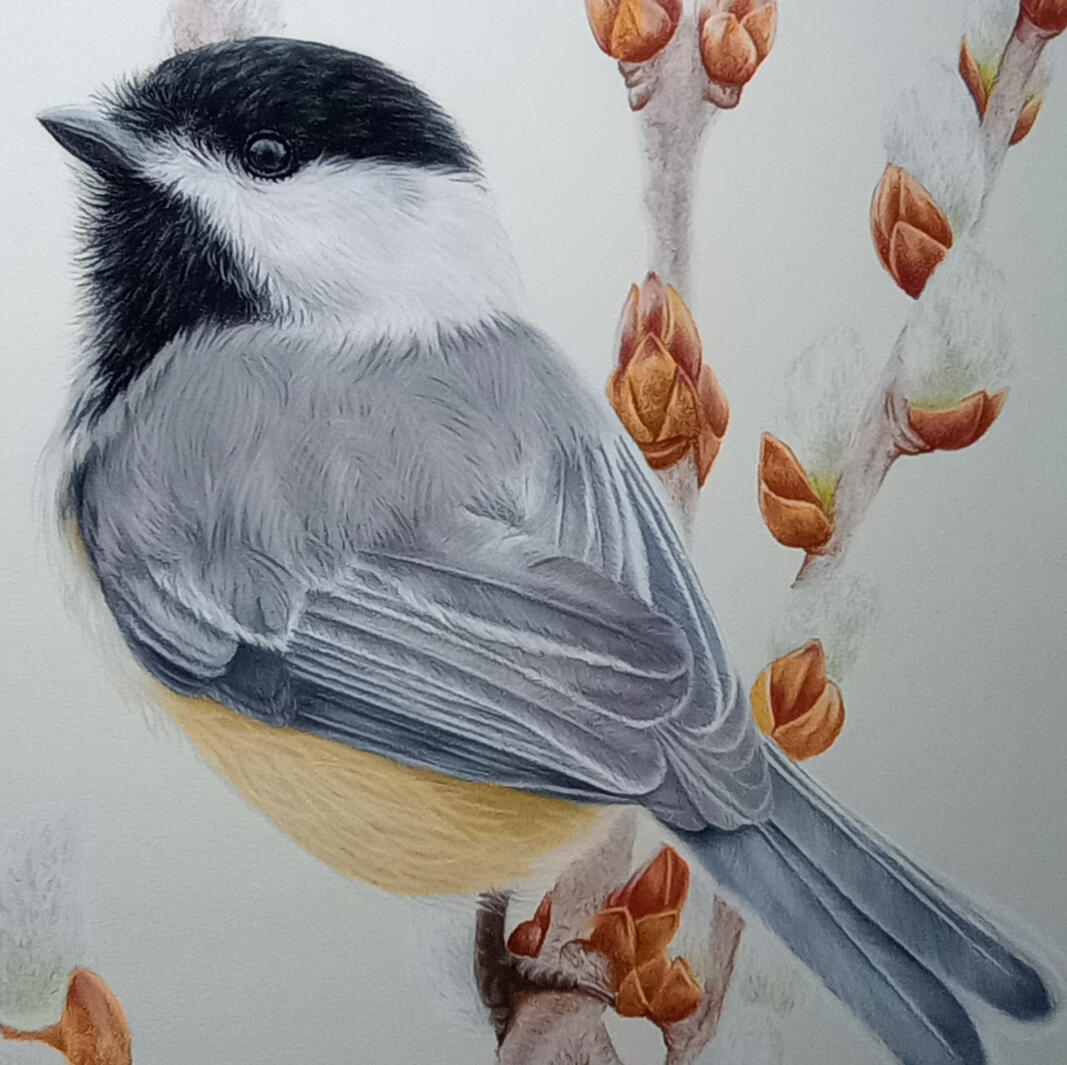 Chickadee Spring Chickadee Spring