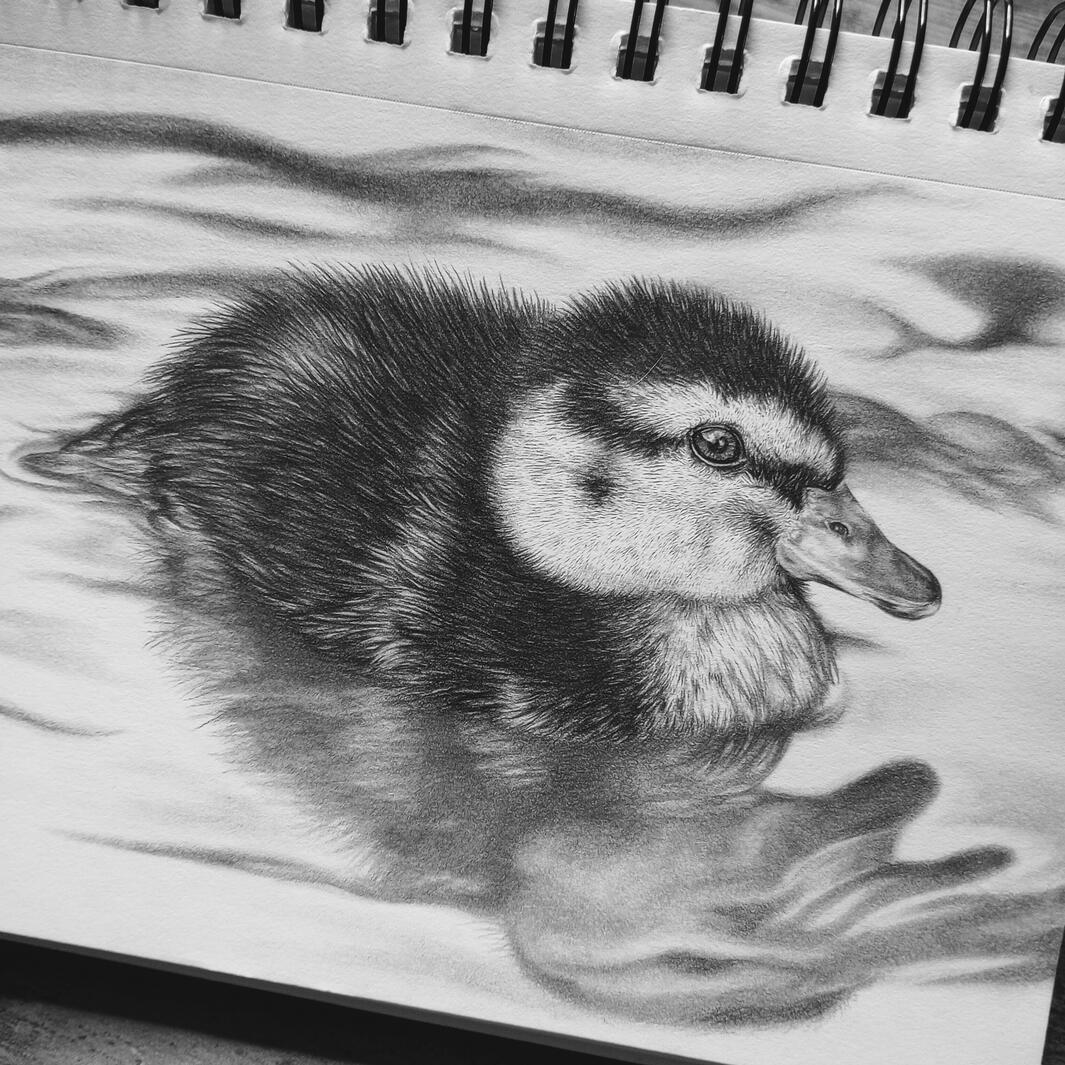 Downy Drawing of a duckling