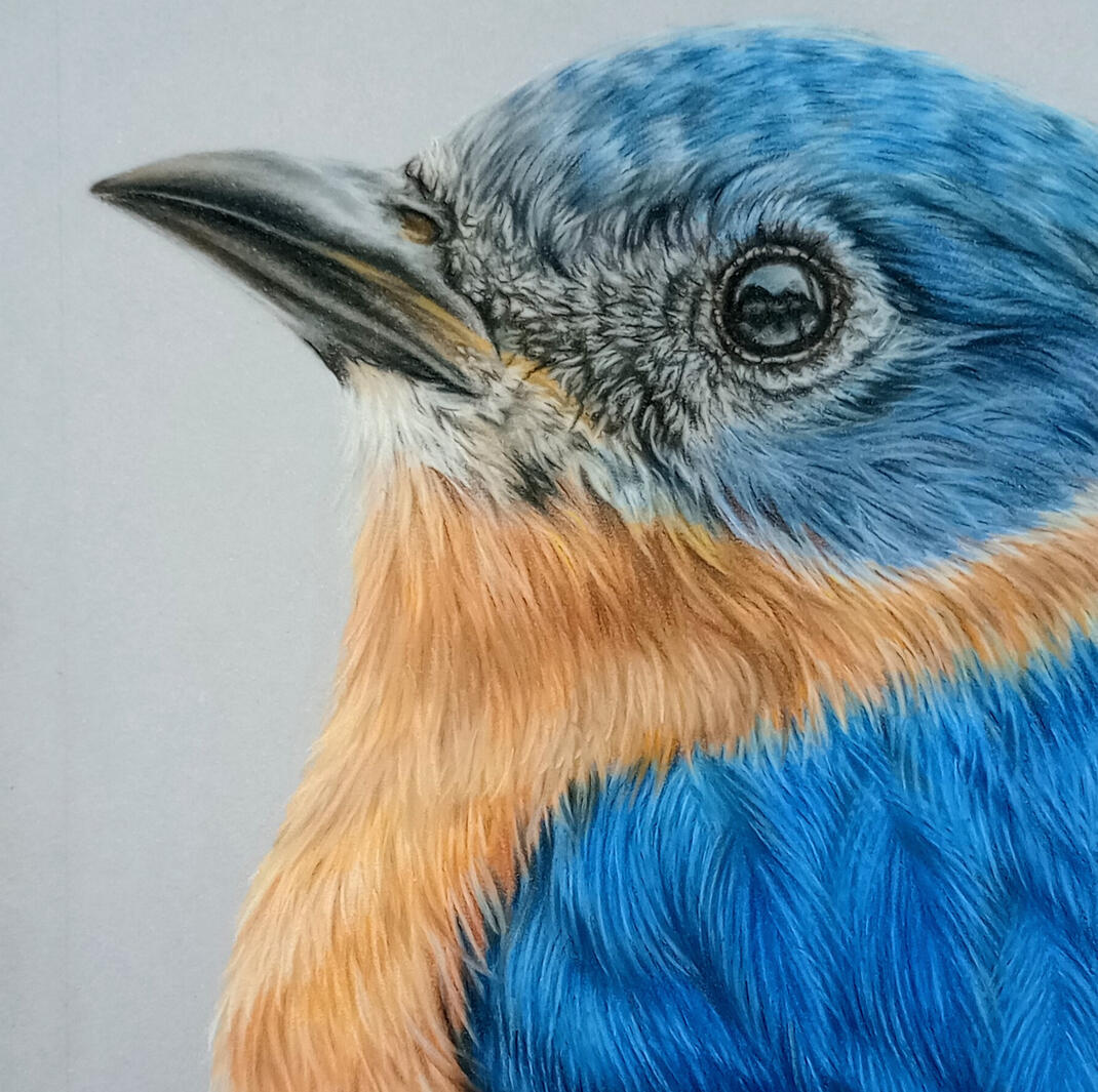 Bluebird Portrait Bluebird Portrait