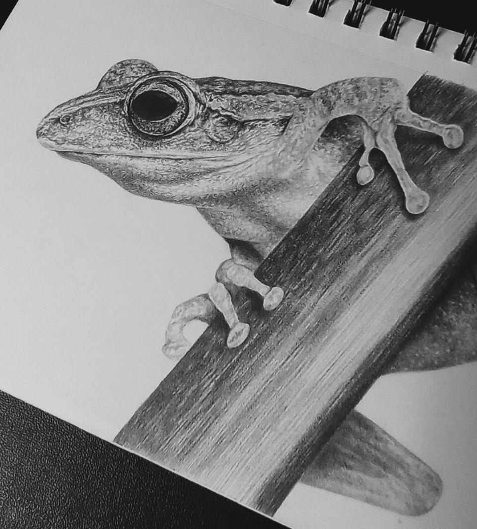 Leap Tree frog