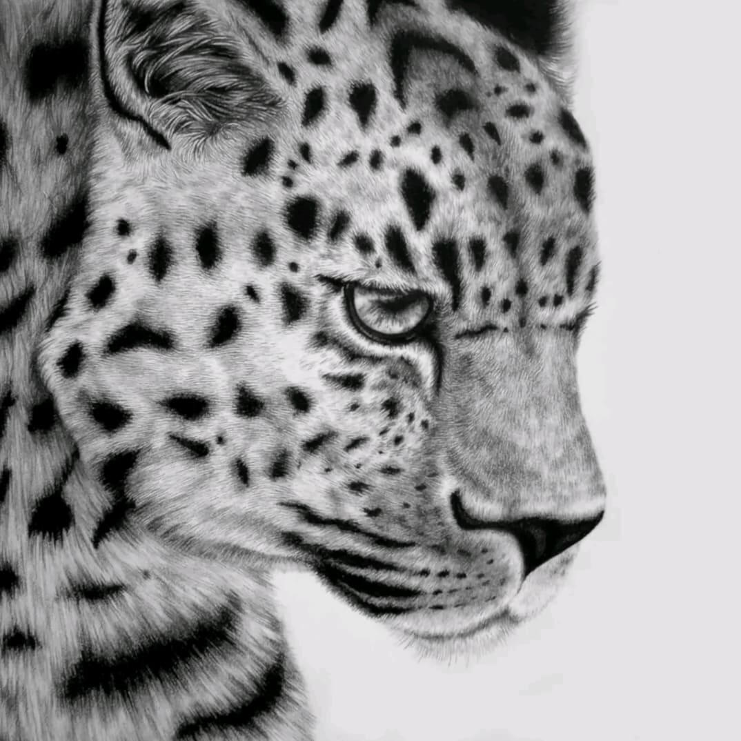 Drawing of a leopard